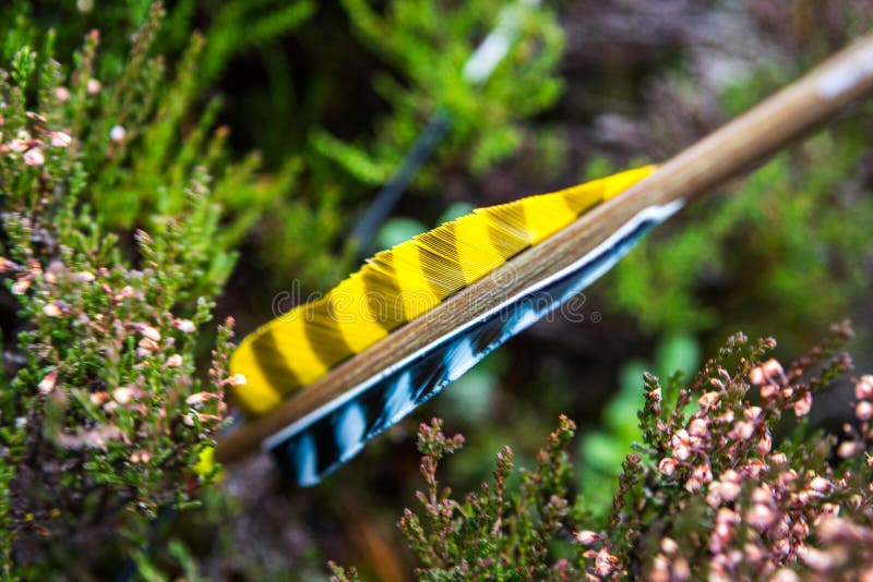 Arrow and fletching feather on a long bow, Aviemore, Scotland, United Kingdom. Arrow and fletching feather on a long bow, Aviemore, Scotland, United Kingdom.