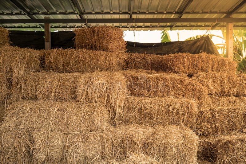 Pila embalada seca de las balas de heno, fondo rural de la paja del campo foto de archivo libre de regalías Pila embalada seca de las balas de heno, fondo rural de la paja del campo foto de archivo libre de regalías