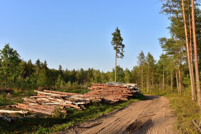 Piled pine tree logs  in forest. Stacks of cut wood. Wood logs, timber logging, industrial destruction. Forests illegal Disappearing. Environmetal concept, illegal deforestation and ecology. Piled pine tree logs  in forest. Stacks of cut wood. Wood logs, timber logging, industrial destruction. Forests illegal Disappearing. Environmetal concept, illegal deforestation and ecology