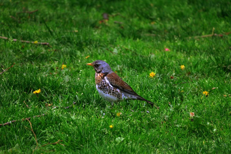 Pilaris Turdus рябинника в траве 2 стоковое фото Pilaris Turdus рябинника в траве 2 стоковое фото