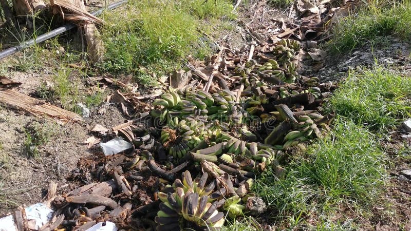 Pilas de frutos de banana podridos o tirados en el suelo