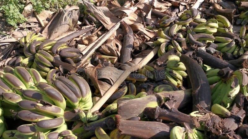 Pilas de frutos de banana podridos o tirados en el suelo