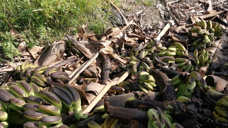 Pilas de frutos de banana podridos o tirados en el suelo