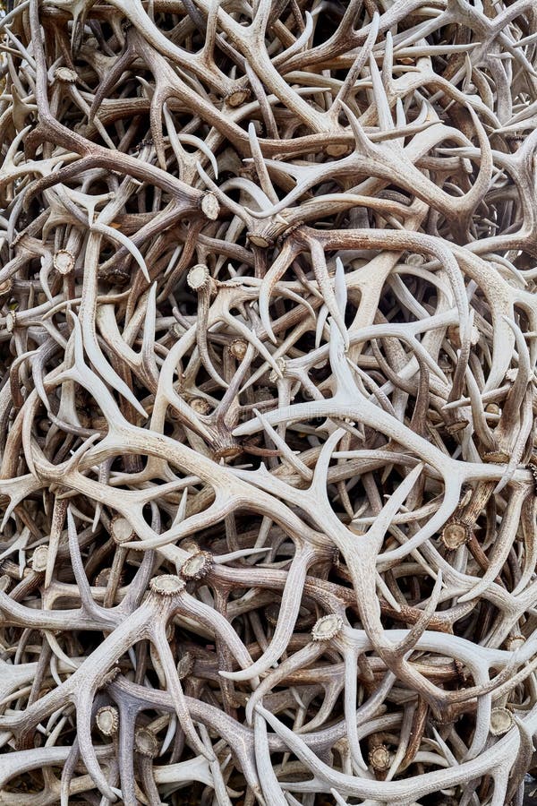 Pile of antlers, surreal conceptual background stock photography Pile of antlers, surreal conceptual background stock photography