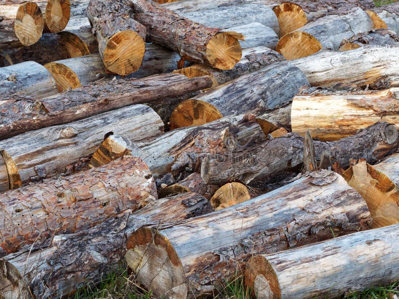 Pile au petit bonheur empilée des rondins en bois image stock Pile au petit bonheur empilée des rondins en bois image stock