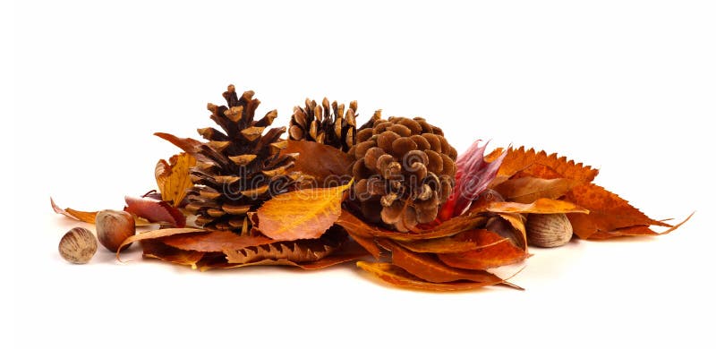 Pile of autumn leaves, pine cones and nuts over white stock photo