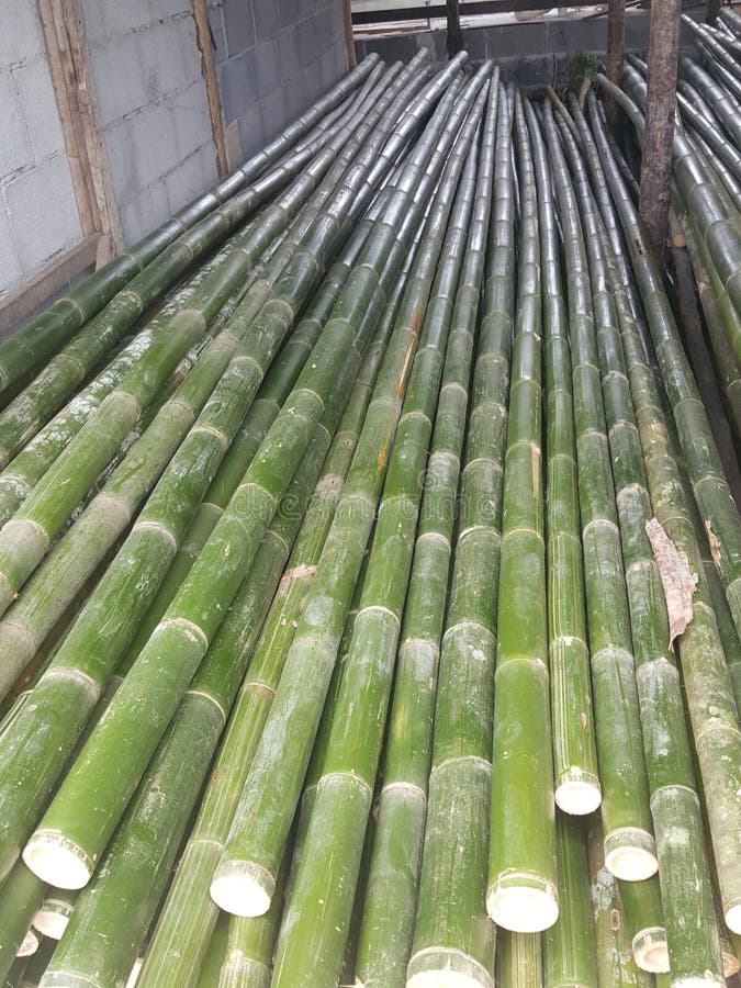 Pile Of Bamboo Stick Prepare For Material Stock Photo Image of