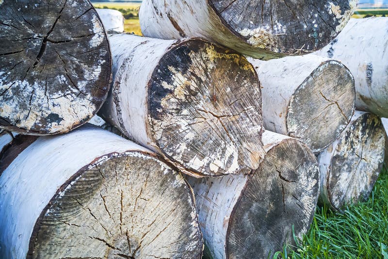 Pile of birch logs. Natural rustic background stock photography