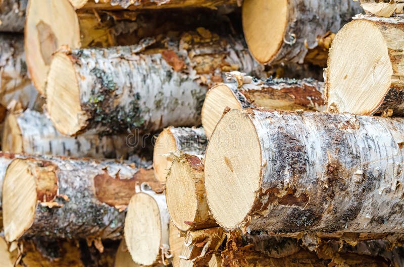 Pile of birch timber logs stock image