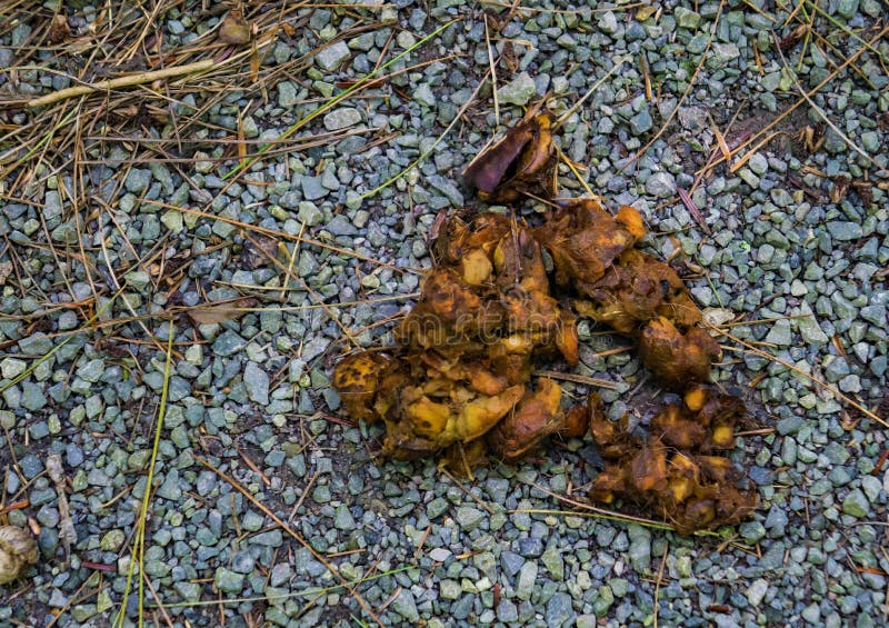 57 Bear Poop Photos Free Royalty Free Stock Photos From Dreamstime