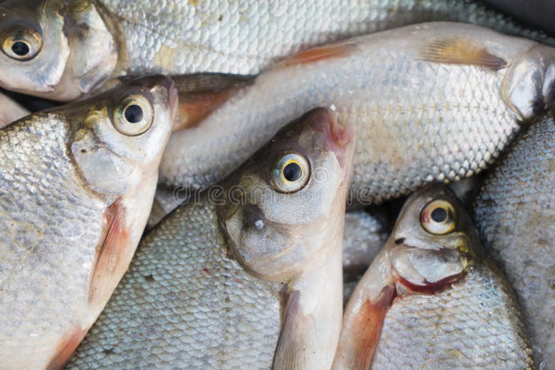 Bream fish scales, toned stock image. Image of line, closeup 98736279