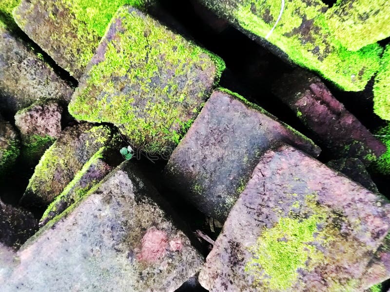 A pile of bricks covered in moss stock images