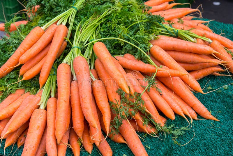 Pile of carrots stock image. Image of fresh, produce, dirt 2516607