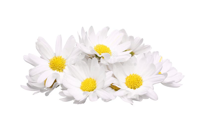 Pile of chamomile flower isolated on white background royalty free stock photos Pile of chamomile flower isolated on white background royalty free stock photos