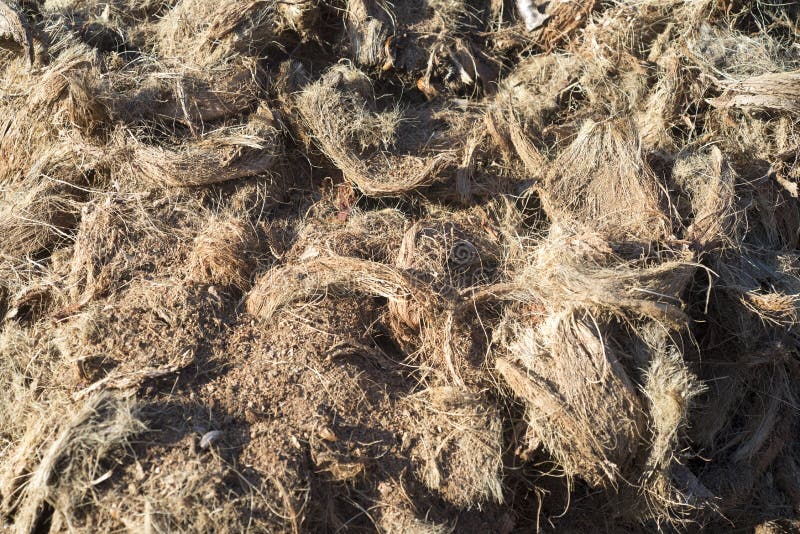 Pile Coconut Fiber Use Spa Scrub. stock image