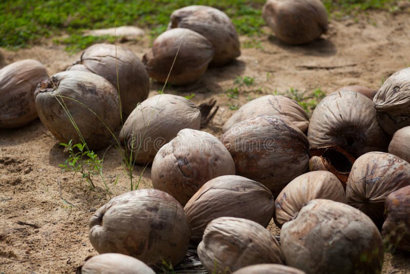 Coconuts on the Ground, Close-up Stock Photo - Image of abstract, macro ...