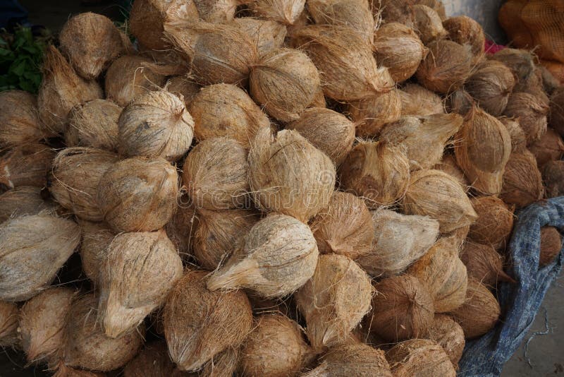 Pile of coconuts stock photo. Image of canine, dessert 268306590