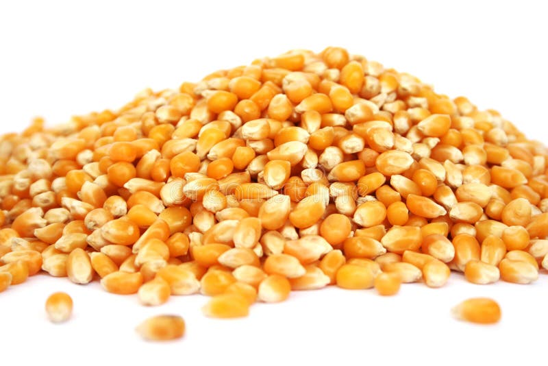 Pile of corn stock image. Image of farm, kernel, nutritious 30372445