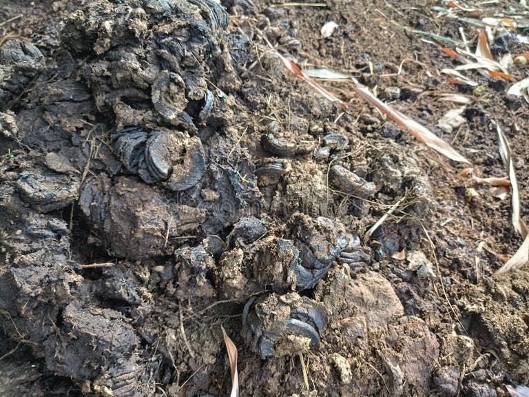 44,880 Compost Images Stock Photos Free & RoyaltyFree Stock Photos