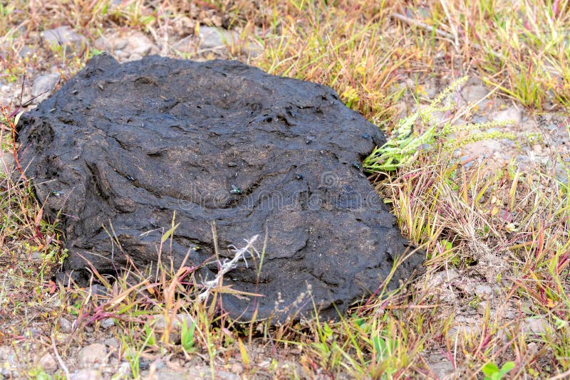 Pile Of Cow Dung In A Field