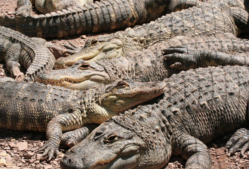 Pile of Crocs