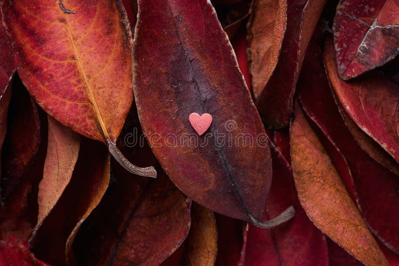 Pile of Dark Red Leaves with Small Heart Shape Pink Sugar Candy on Top. Rich Vibrant Crimson Color. Thanksgiving Fall Valentines royalty free stock photos Pile of Dark Red Leaves with Small Heart Shape Pink Sugar Candy on Top. Rich Vibrant Crimson Color. Thanksgiving Fall Valentines royalty free stock photos