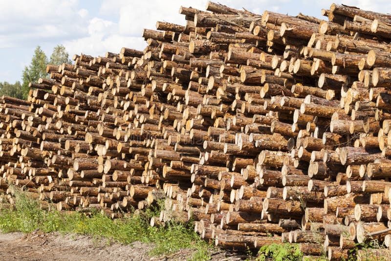 pile des troncs de pin photo stock pile des troncs de pin photo stock
