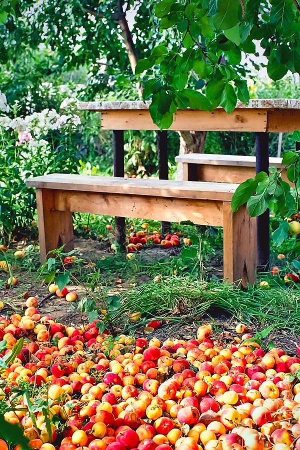 Pile di mele fresche, rosse e gialle a terra nel giardino/giardino sotto le ramificazioni di Apple, di terracotta e di tavola immagini stock libere da diritti Pile di mele fresche, rosse e gialle a terra nel giardino/giardino sotto le ramificazioni di Apple, di terracotta e di tavola immagini stock libere da diritti