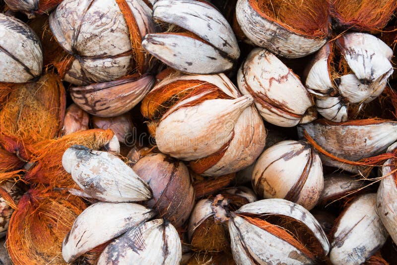 Pile of discarded coconut husk in coconut farm, Thailand royalty free stock images
