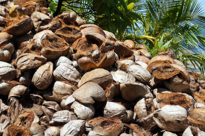 Pile of discarded coconut husks stock images