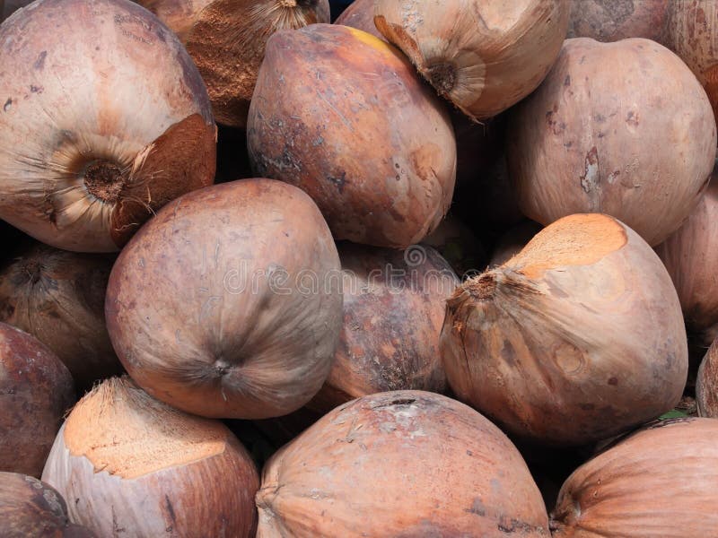 Pile Of Dried Coconuts Fruit Stock Image Image of natural, nutrition