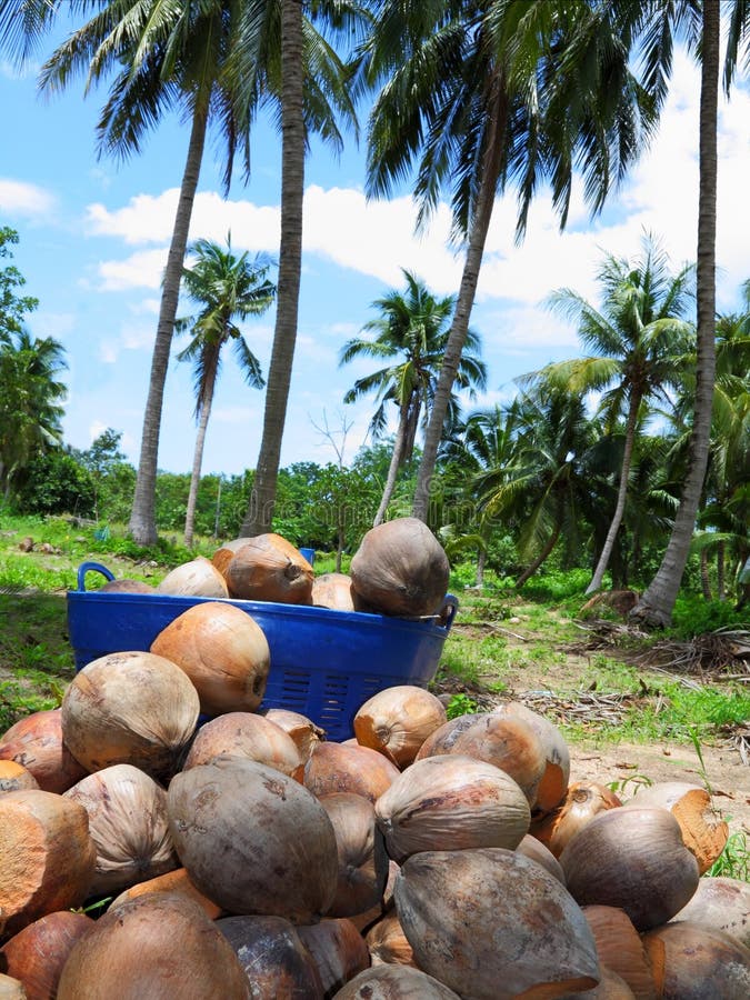 Dried Coconut and Broken Coconut Stock Image Image of nutrition