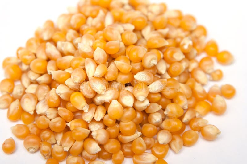 Grain of corn stock photo. Image of maze, animal, fuel 5242976