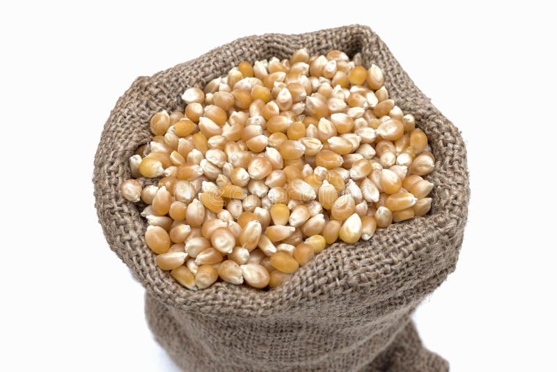 Pile of Dried Corn Seeds. Corn Kernels in the Sack. Stock Image Image
