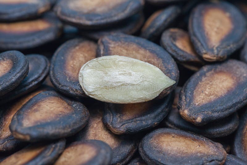 Dried watermelon seed stock photo. Image of food, lunar 106677640