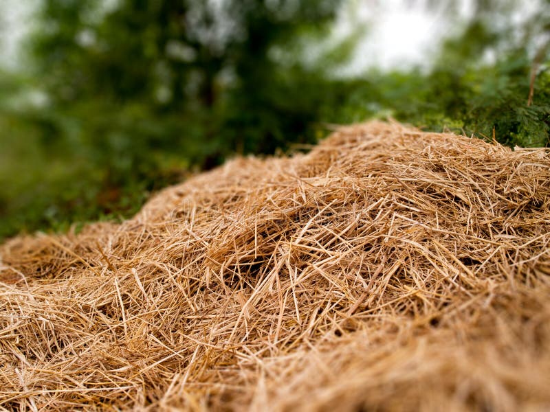 A pile of dry grass stock image. Image of industry, agriculture 56989139
