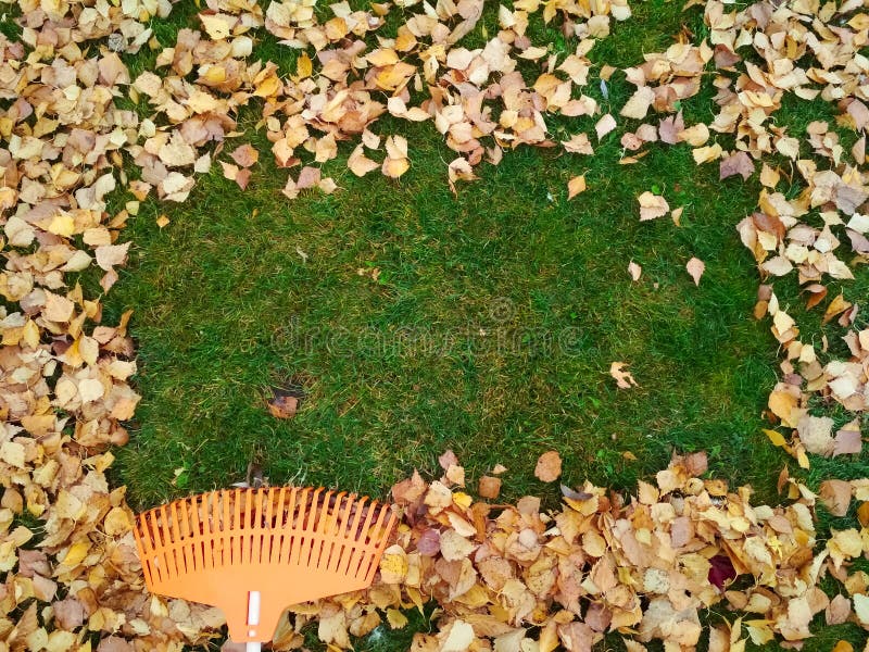 Pile of Fall Leaves with Fan Rake on Lawn Stock Photo - Image of piled ...