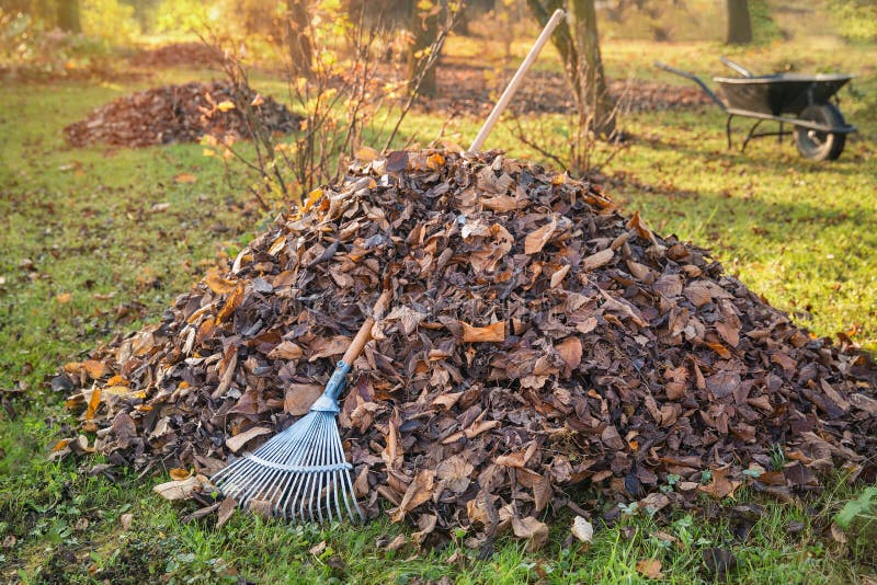 Pile of Fallen Leaves in a Yard. Stock Photo - Image of color, fallen