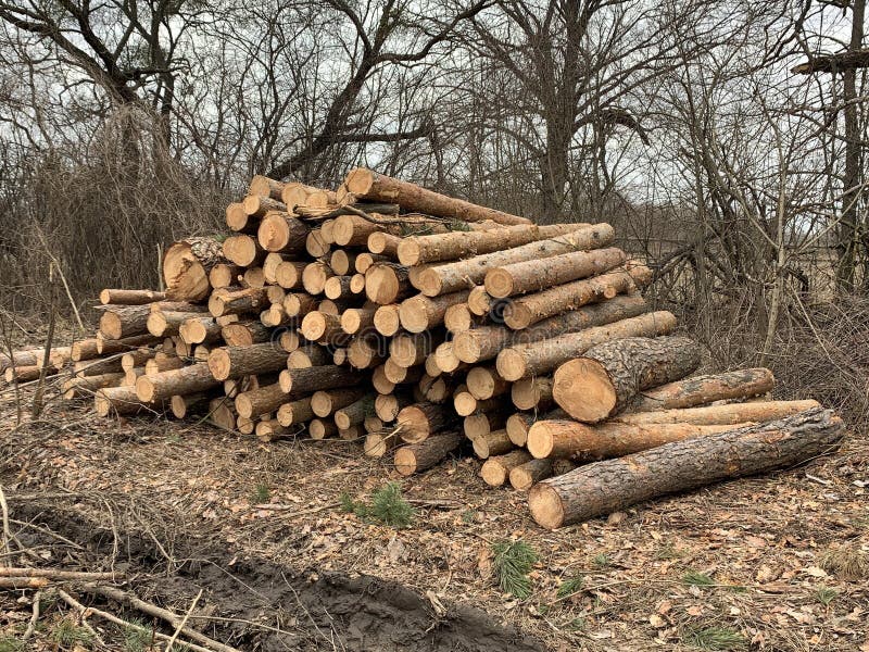 A Pile of Firewood in the Forest. Sawed Trees Lie on a Heap. Round Logs