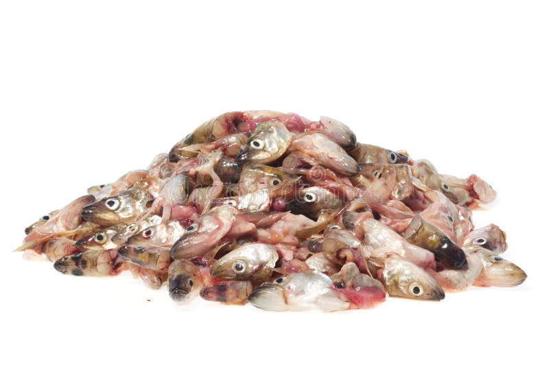 Pile of fish heads stock photo. Image of isolated, background 23978036