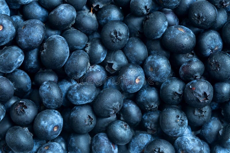 Fresh Blueberries Background with Mist Stock Photo Image of harvest