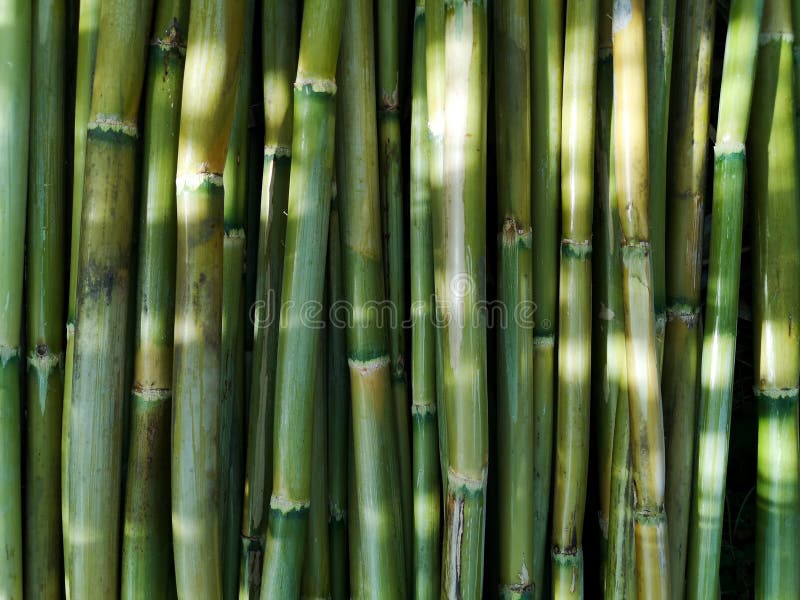 Pile of fresh canes stock image. Image of exposure, land 210425713