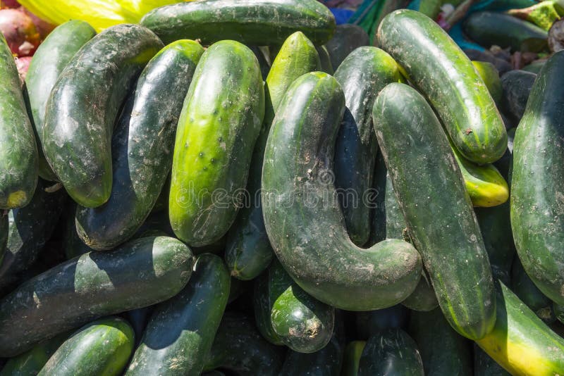 Pile of Fresh Cucumbers at an Outdoor Market Stock Image Image of