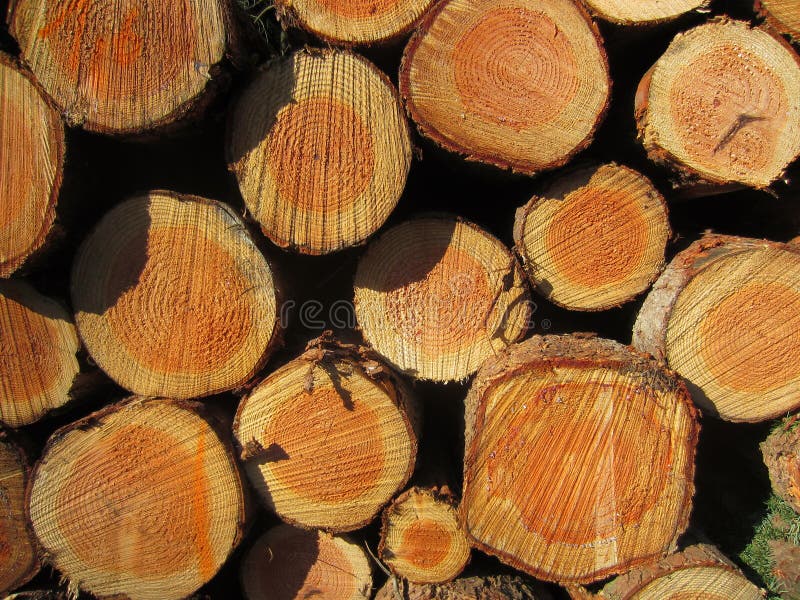 A Pile of Fresh Cut Wood in the Forest Stock Image Image of design