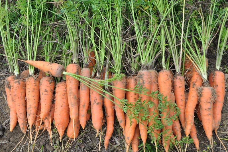 In a Pile of Fresh Harvested Carrots Stock Photo Image of nutrition