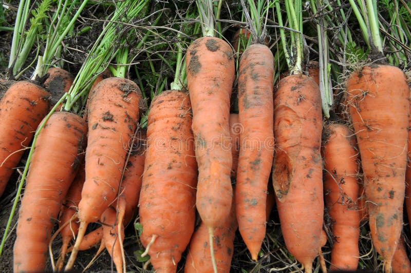In a Pile of Fresh Harvested Carrots Stock Photo Image of nature