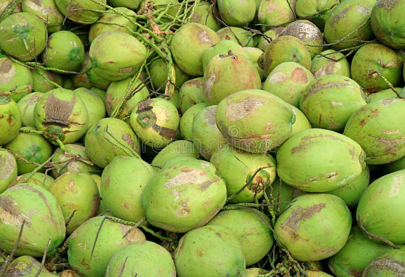 Pile of Fresh Young Tropical Coconuts Selling for Coconut Juice Stock