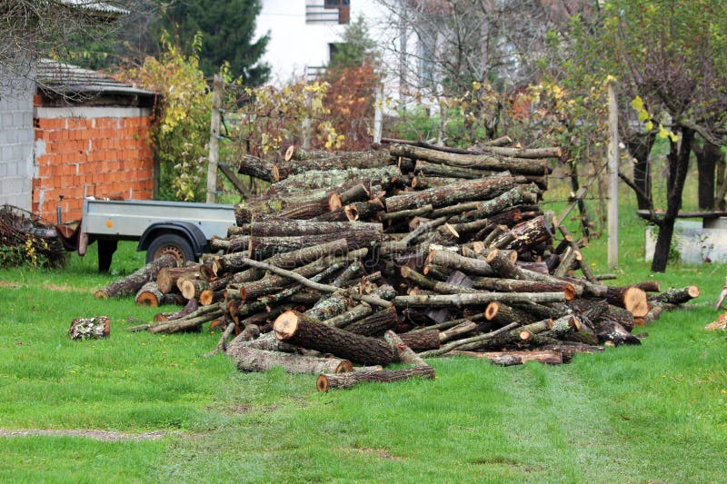 Pile of freshly cut firewood prepared for stacking and drying in family house backyard surrounded with uncut grass and trees in stock image