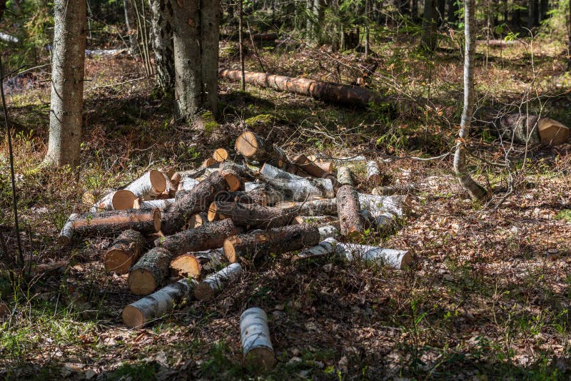 Pile of Freshly Cut Log Wood in Forest Stock Photo Image of freshly