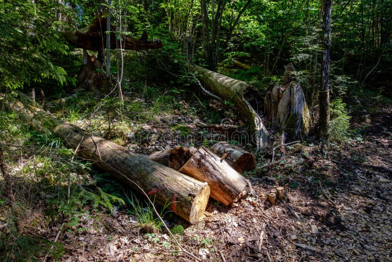 Pile of Freshly Cut Log Wood in Forest Stock Photo Image of park